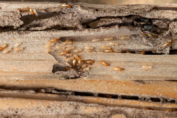 Best Commercial Pest Control Services  in Hillcrest, NY